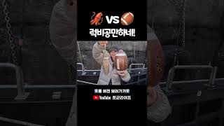 ‼️실제상황입니다. AI 아님!!! 이제부터 더 커진다고요??? 😱 #갑오징어낚시 #제주도갑오징어