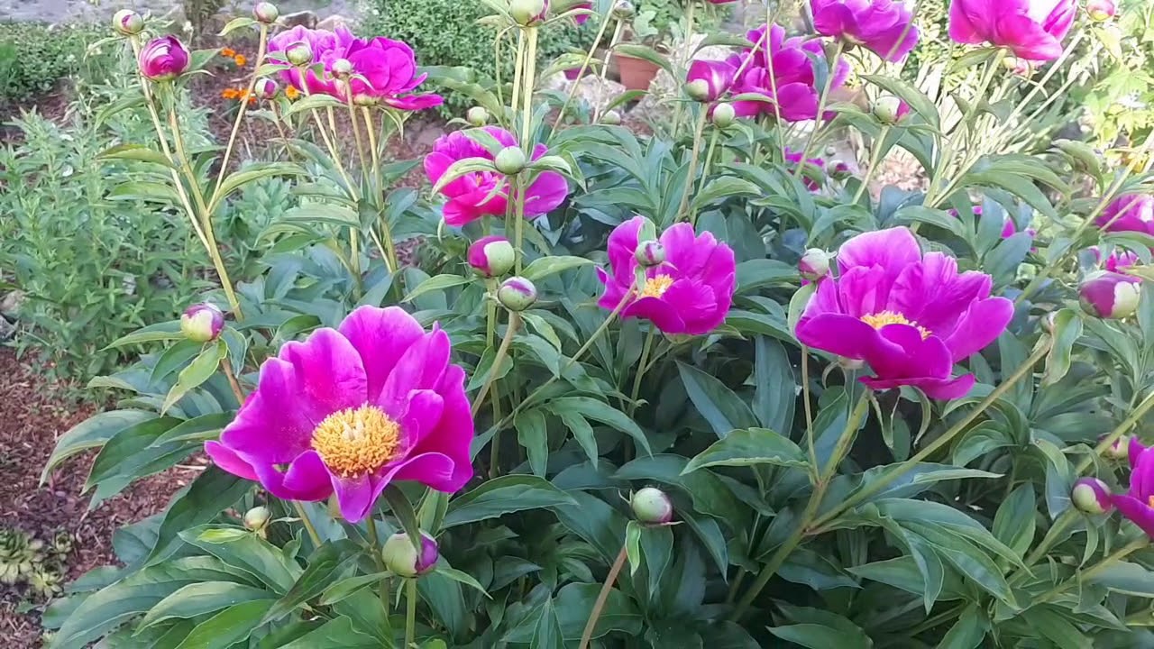 Полный обзор сада! Часть 2. - YouTube