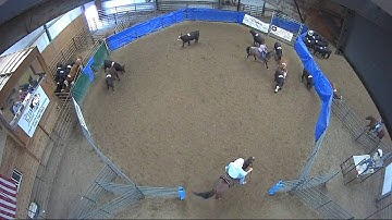 Big Sky Ranch Sorting Saddle Series Finals - #7 HC - Round #2 - Ride #1