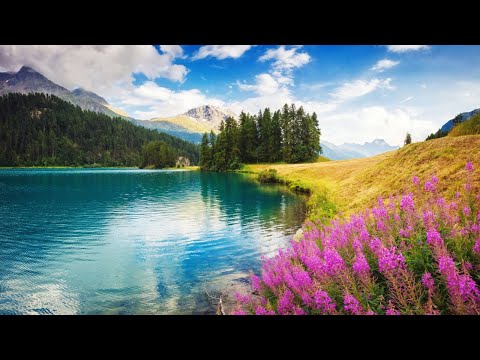 10 HOURS Relaxing Music with Bird Sounds, Piano Music for Sleeping, Studying and Relaxation