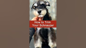 How to Trim Your Schnauzer. #doggroomingtips #doggrooming #dogtrimming #schnauzer #lovedogs