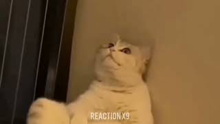 Reaction Sad Cat رياكشن قطة حزينة