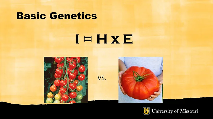 Growing Better Tomatoes | Dr. David Trinklein