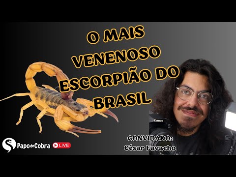 Brazil's Most Venomous Scorpion | Snake Talk