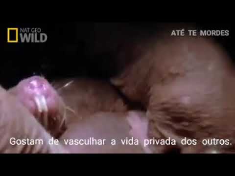 Vídeo: É Perigoso Se Uma Toupeira Doer