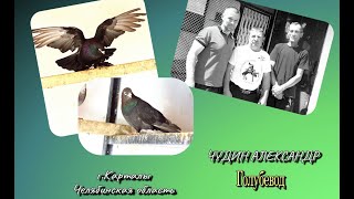 картинка: Чудин Александр/ Голубевод. г. Карталы. 89954687805