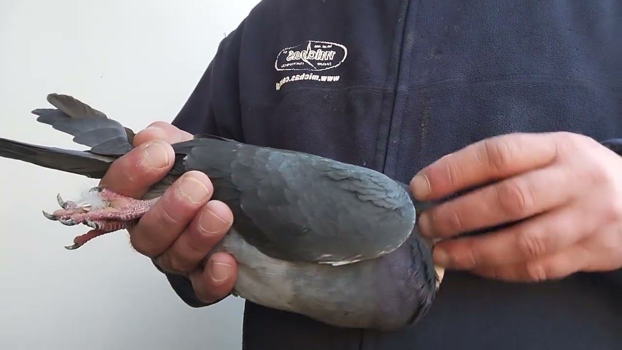 Sprzedam gołębie po Stichelbaltach