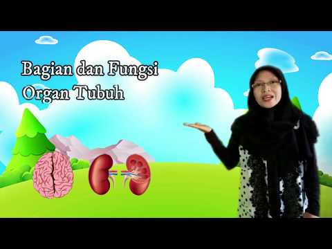 Bagian dan Fungsi Organ Tubuh Manusia