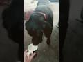 miss bonnie drinks milk #subscribe #blacklabradore #blacklabs #cute