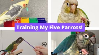 Training My 5 Parrots! 🦜 | TheParrotTeacher