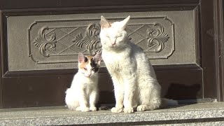 頑張って療養中の匹の猫