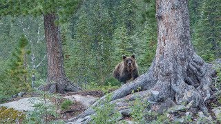 ЖИТЕЛЬ ШАМАНКИ ЧУТЬ НЕ СТАЛ ЖЕРТВОЙ ЧЕТЫРЕХ МЕДВЕДЕЙ