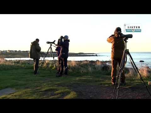 Video: Forskjellen Mellom Trekkfugler Og Fastfugler