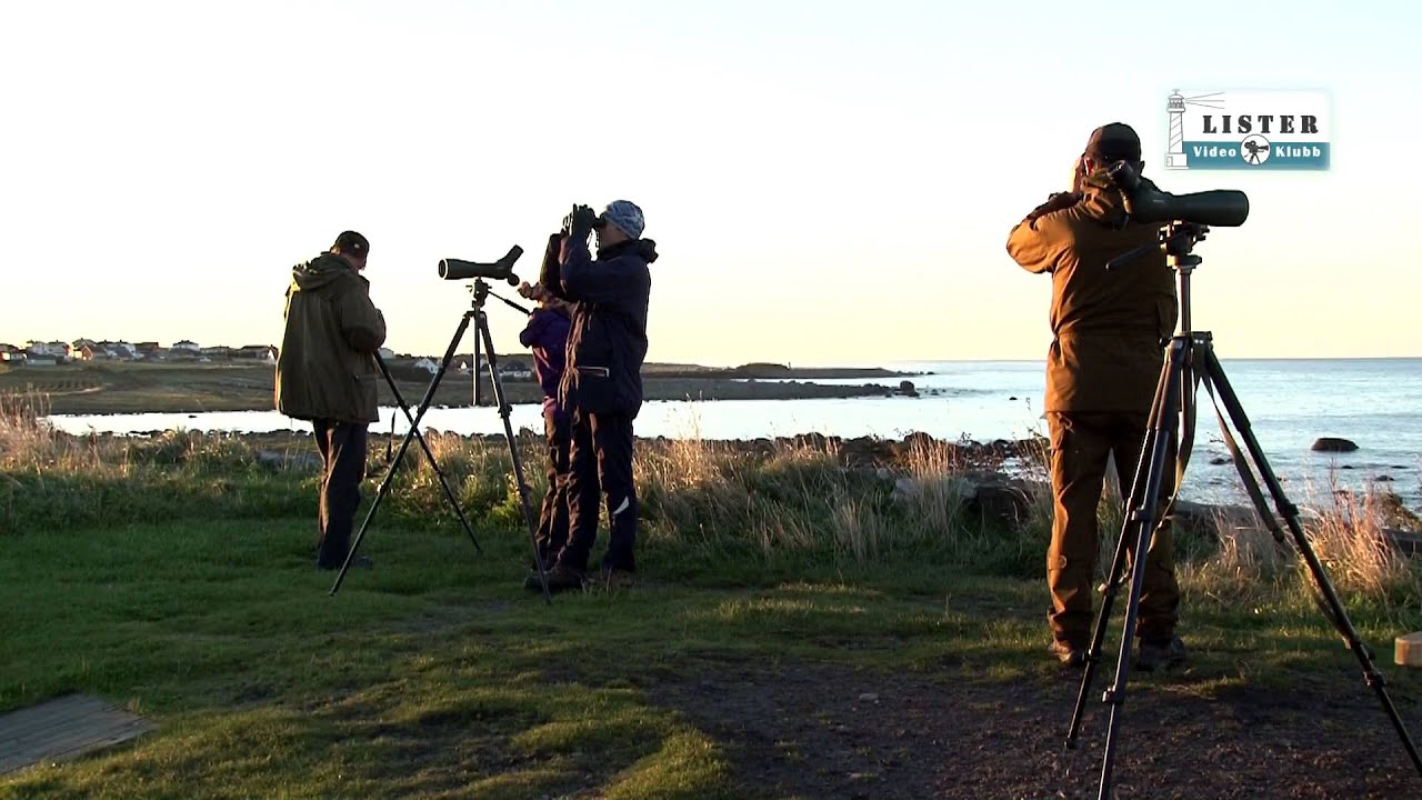 Listahalvøya - et knutepunkt for trekkfugler.