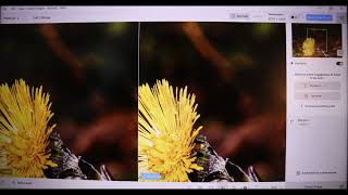 Can AI Save Your Old Photos? Camera Raw + Topaz Photo AI Workflow