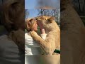 Amazing Lions Reunite with Woman!