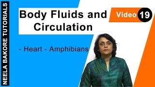 Body Fluids and Circulation | NEET | Heart - Amphibians | Neela Bakore Tutorials
