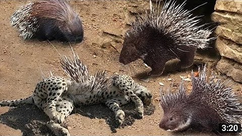 OMG! Giant Python Hunt Leopard Cubsen Mother Leopard Hunting Impala,Aaconda vs Crocodile