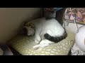 猫が起きるまでの耐久作業用動画９