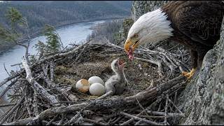 Bald Eagle: 150 Days From Egg to Survivor | Part 1