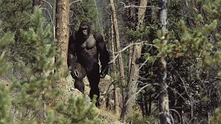 Terrifying Bigfoot Encounters That Will Make You Think Twice | Marathon