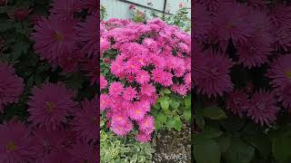 Наш дворик🌹🍂🌼🌸💓