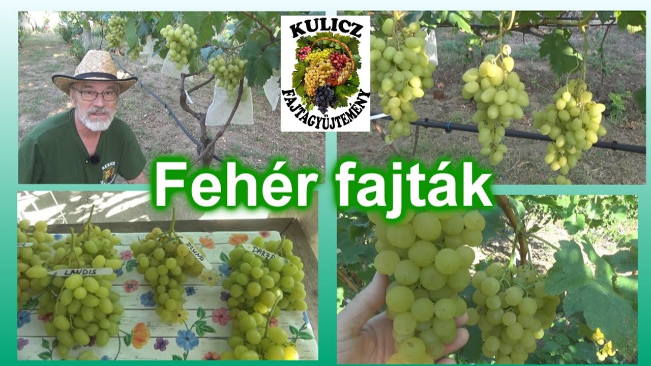 Augusztusi  fehér fajták a kertemben - ezek a legjobbak?