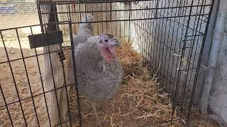 Temporary Turkey Nest: Will They Lay Eggs in It? #turkeys