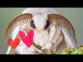 Adorable Fluffy Silkworm Moth: Mulberry Silkworm / Bombyx mori (4K)