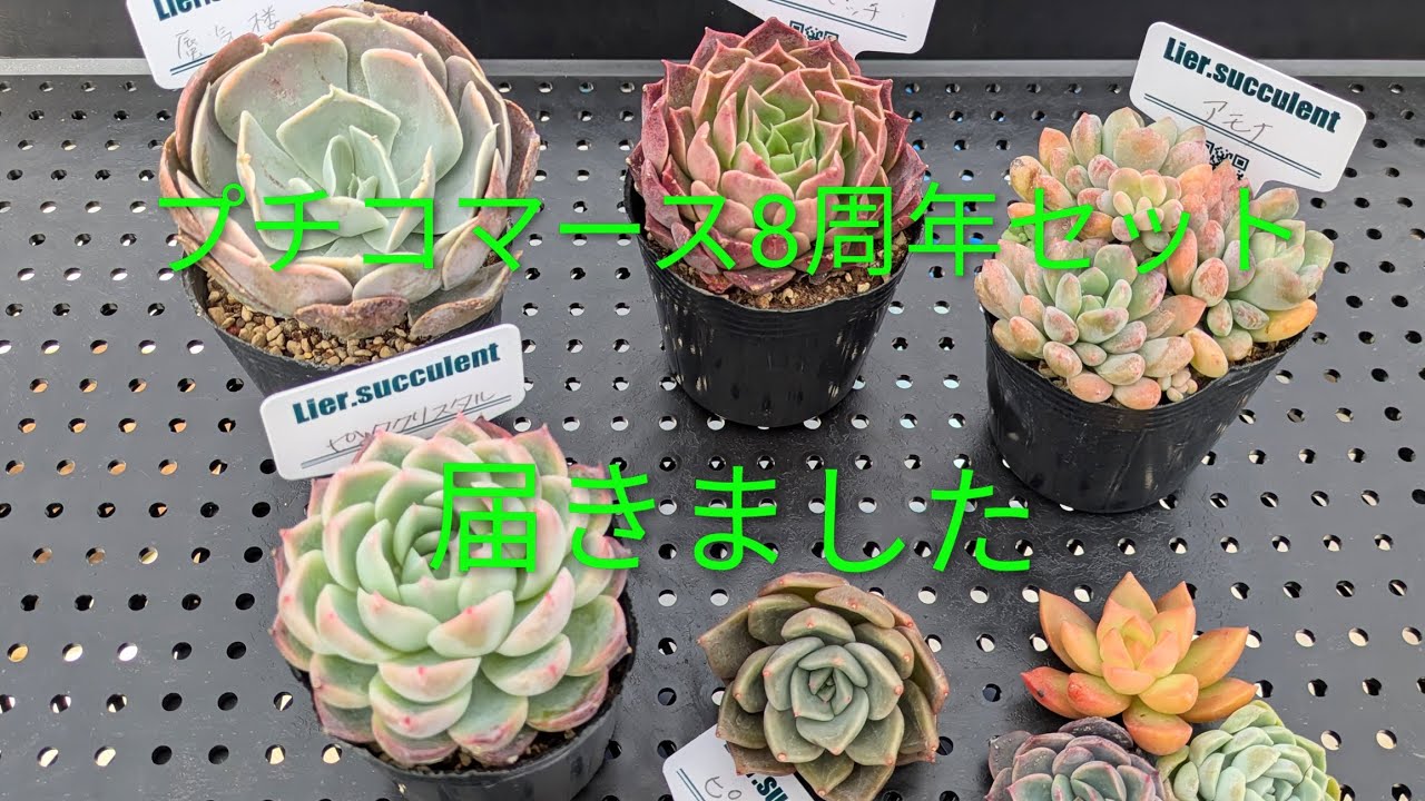 【多肉植物】プチコマースさんの8周年セット届きました😊開封します！