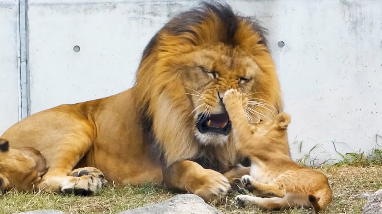 Adorable Lion Triplets Overjoyed by Mom & Dad’s Love💖