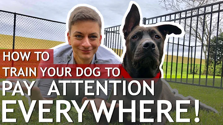 How to Train a Dog That Won’t Pay Attention to You (Train a distracted dog) - DayDayNews