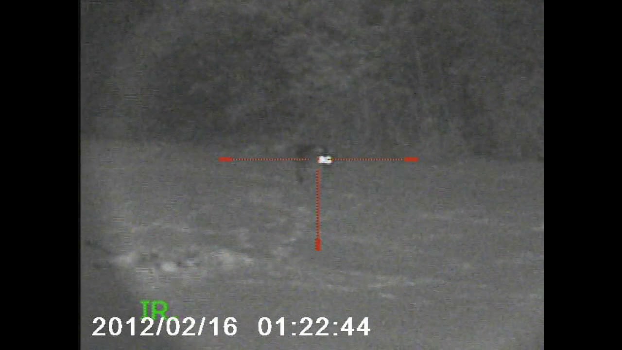 Several coyote and fox hunts at night. YouTube