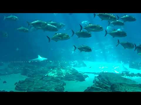 Georgia Aquarium Whale Shark Cam live cam preview