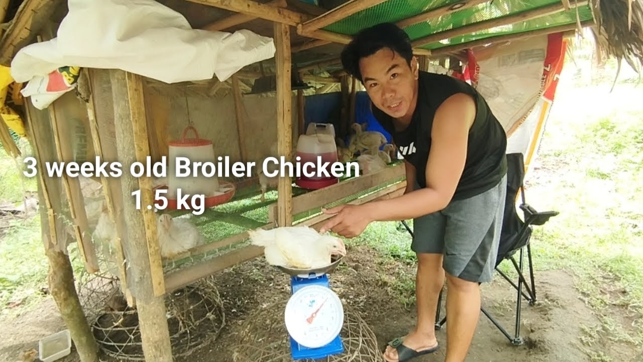 3 weeks old Broiler Chicken 1.5 kg | Broiler Chicken Farming - YouTube