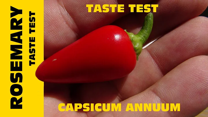 Rosemary Pepper, capsicum annuum, pickling #pepper...