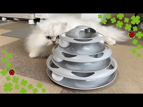 【キャットボールタワー】ペルシャ猫夢中で遊ぶ姿にうっとり♡可愛すぎる3ニャンズ達！