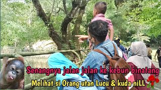 ATRAKSI ORANG UTAN LUCU YANG ADA DI KEBUN BINATANG / CUTE ORANGUTANS