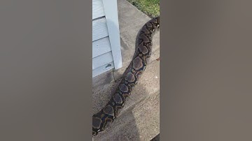Huge reticulated python