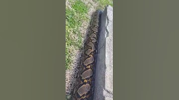 Huge reticulated python