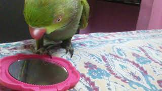 He is boy parrot 4 years old....and say all the words in tamil.... abi
kutty