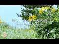 鳥のさえずり・夏の海【作業用BGM/勉強用BGM/仕事用BGM/睡眠用BGM/ASMR】集中力高める音 Bird chirping, summer sounds