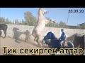 Аттар базарга батбай калды 😱 НООКАТ СЫНДУУ АТТАРЫ ЧЫКТЫ БАЗАРГА 🐎 20.09.20