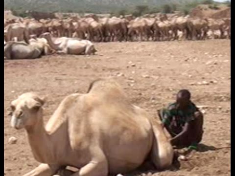 DAAWO Ceelka Sulul Oo Kuyaala Deegaanka Sagag 00 Kacaba Malaayiin Geela Sanadkiiba