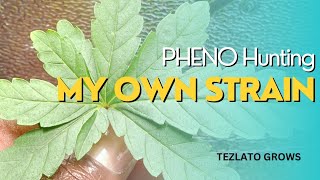 PHENO HUNT VEG UPDATE | HUNTING A STRAIN I MADE 💨 #homegrown #indoorplants #tezlato #howto