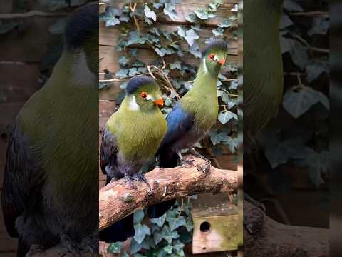 Turaco The Only Bird With Real Green Feathers Facts Animals Wildlife Birds