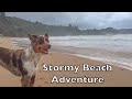 Crazy Dog Goes to the Beach on a Stormy Day and Has a Ball - Literally!   :)