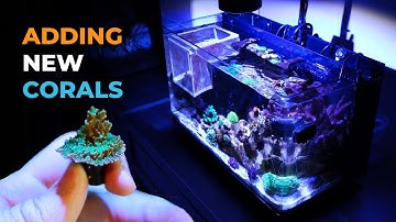 Nano Reef Tank Update and Coral Unboxing (Month Sixty One) | Blue Reef Tank