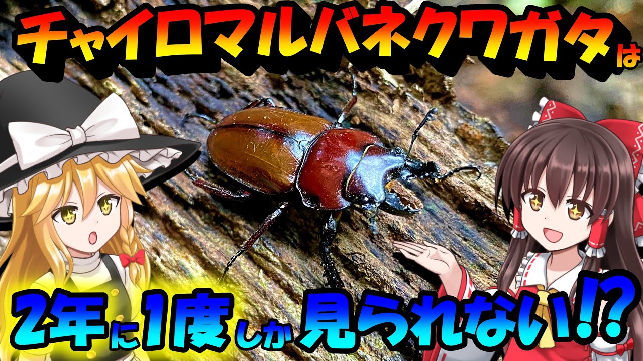 2年に1度しか発生しない超希少なクワガタ【チャイロマルバネクワガタ