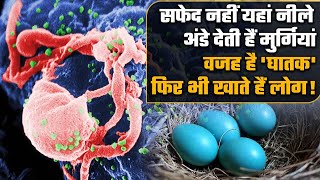 Araucana Blue Egg क्यों देती है क्या है इसके पीछे का Reason | Chilly | वनइंडिया प्लस